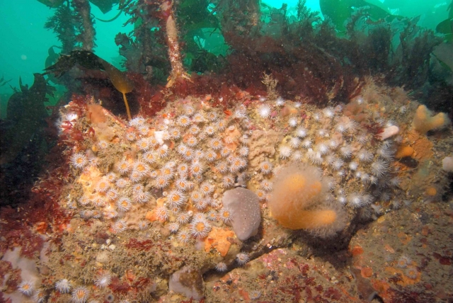 Rocky Reef (Northern Ireland Environment Agency)